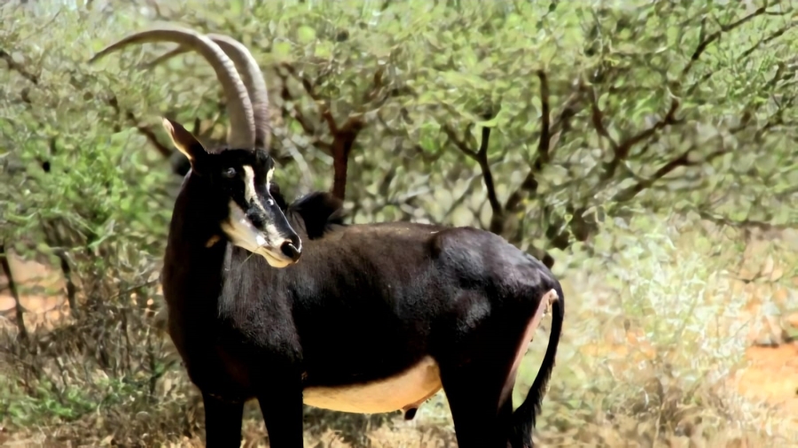 Commercial Property for Sale in Barkly West Rural Northern Cape